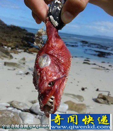 南非海岸现面目最狰狞鱼网友称其"魔鬼鱼" 专家:原为鹤姥鱼