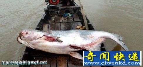 南非海岸现面目最狰狞鱼网友称其"魔鬼鱼" 专家:原为鹤姥鱼