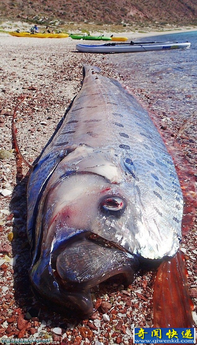 墨西哥海滩长达4.5米的珍稀皇带鱼搁浅死亡