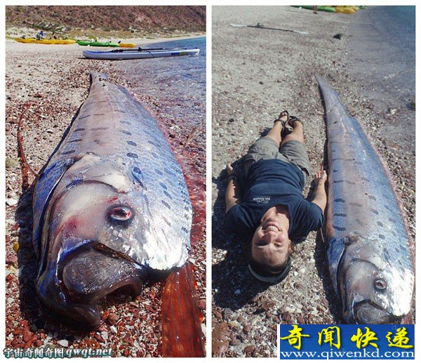 墨西哥海滩长达4.5米的珍稀皇带鱼搁浅死亡