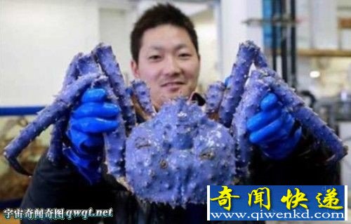 盘点全球最惊悚的10大先天"变异"怪兽动物