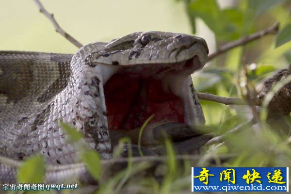 实拍非洲巨蟒蛇吞食斑羚全程