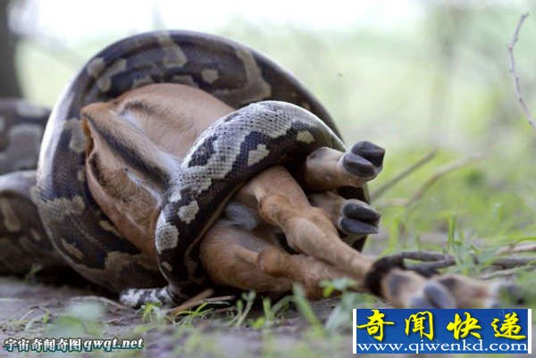 实拍非洲巨蟒蛇吞食斑羚全程
