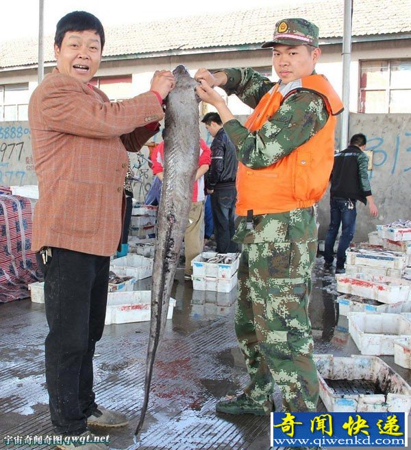 渔民捕到一米长六十岁的巨型海鳗