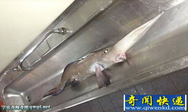 实拍加拿大1千米海底捕捞到超罕见的长鼻银鲛