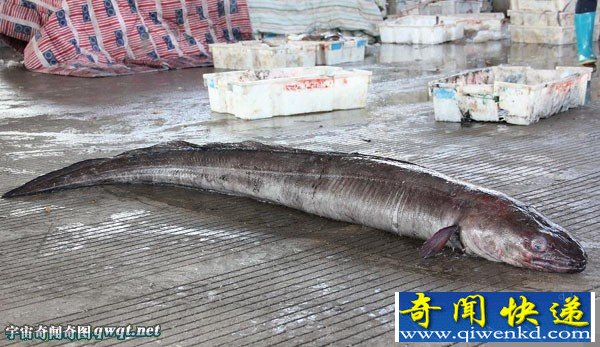 渔民捕到一米长六十岁的巨型海鳗