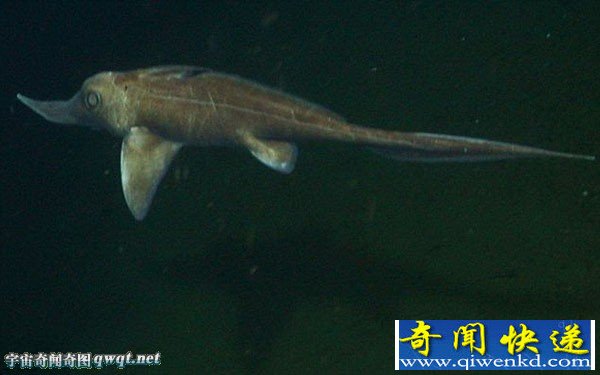 实拍加拿大1千米海底捕捞到超罕见的长鼻银鲛
