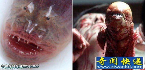 江苏惊现罕见紫鳗虾虎鱼 面相恐怖似异形生物