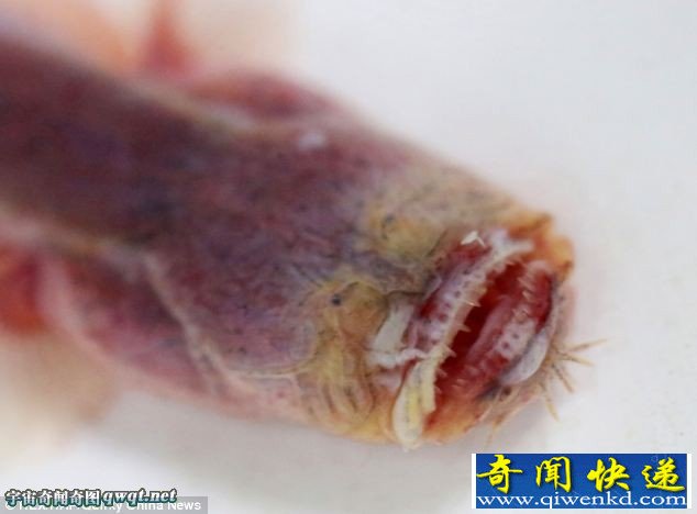 江苏惊现罕见紫鳗虾虎鱼 面相恐怖似异形生物