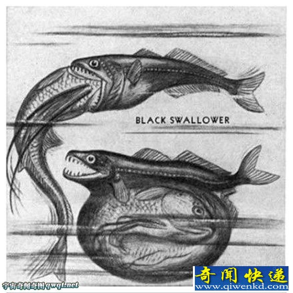揭秘世界大肚子深海怪鱼可以吞下比自己大10倍食物