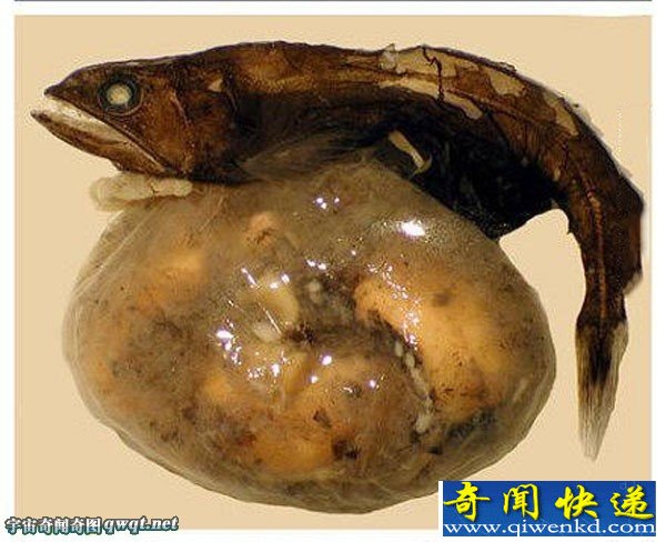 揭秘世界大肚子深海怪鱼可以吞下比自己大10倍食物