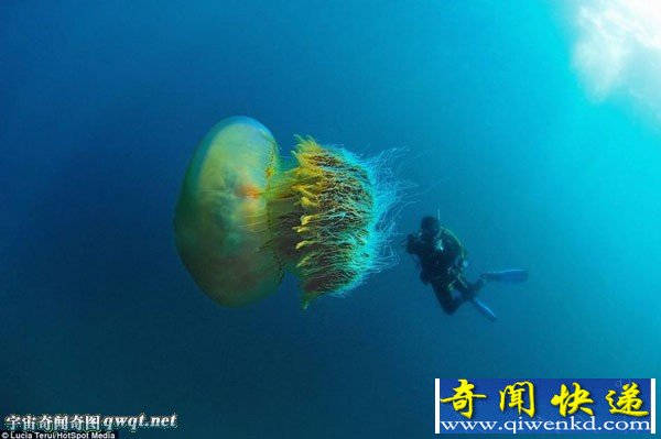 英摄影师无意潜水时拍到巨型野村水母:直径2米大