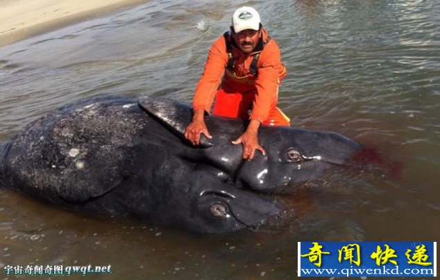 墨西哥海岸现死亡连体幼鲸 鲸鱼幼仔由于早产导致畸形