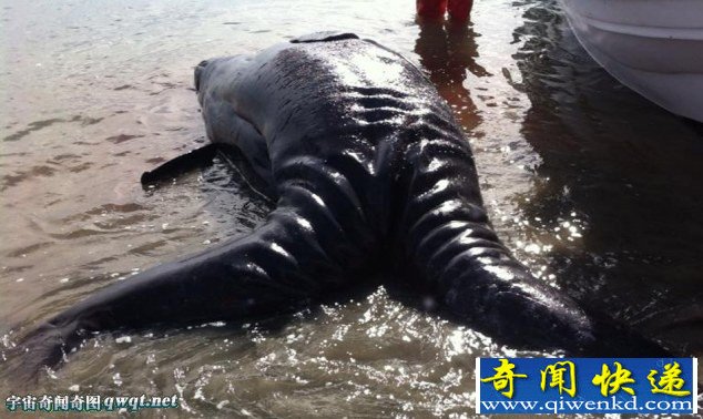 墨西哥海岸现死亡连体幼鲸 鲸鱼幼仔由于早产导致畸形