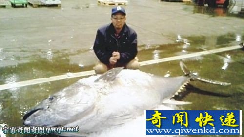 盘点捕获的巨型金枪鱼:日本310公斤巨型金枪鱼