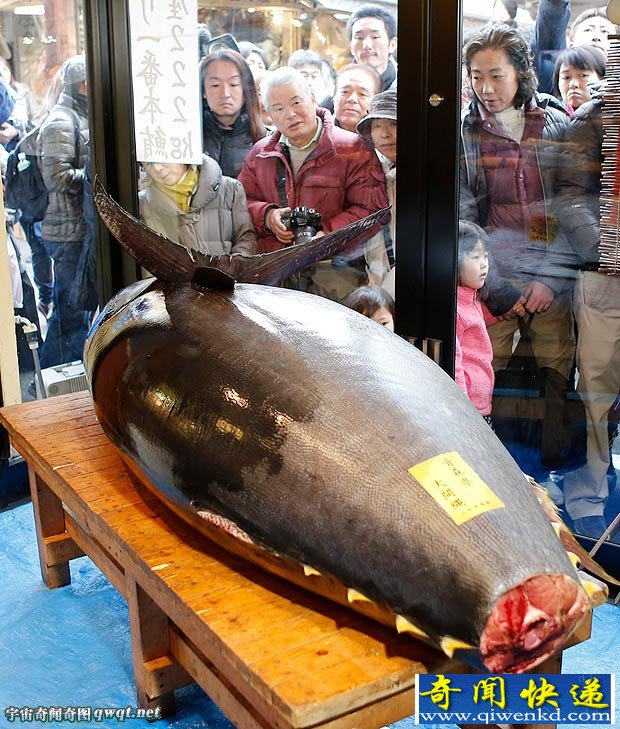 盘点捕获的巨型金枪鱼:日本310公斤巨型金枪鱼