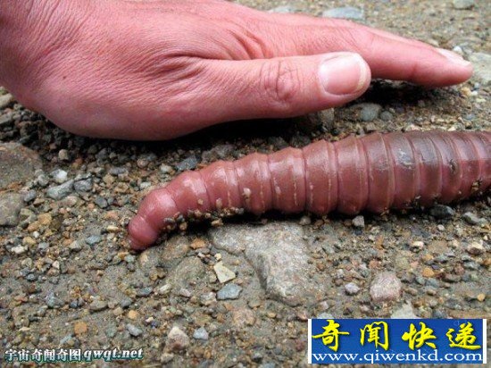 澳洲发现罕见巨型蚯蚓可达2米长