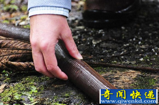 澳洲发现罕见巨型蚯蚓可达2米长