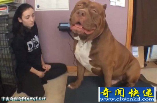 美国警犬“浩克”体重约79公斤或为世界最胖头牛犬