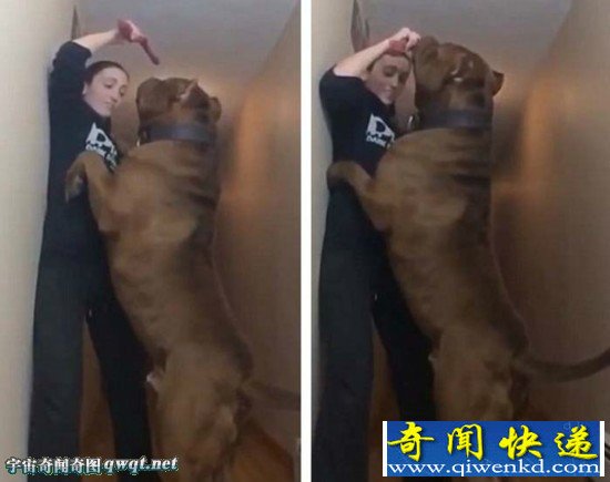 美国警犬“浩克”体重约79公斤或为世界最胖头牛犬