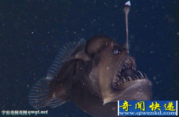 美国蒙特利湾水族馆:深海怪鱼 长相骇人如"魔鬼"