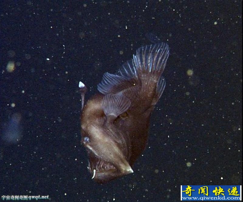 美国蒙特利湾水族馆:深海怪鱼 长相骇人如"魔鬼"