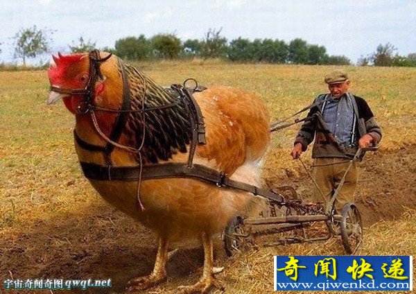 揭秘网传巨大老母鸡耕地 大水牛会生蛋真相