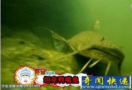 变异食人巨鲶鱼:疑吃人类尸体成性后开始捕食人类
