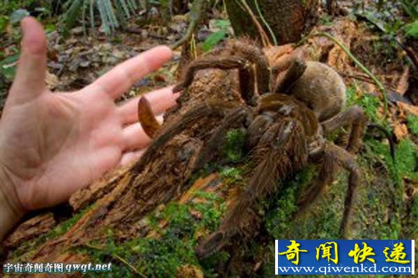世界上超巨型蜘蛛:体型堪比小狗捕食老鼠