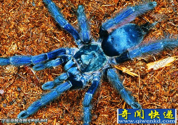 世界上超巨型蜘蛛:体型堪比小狗捕食老鼠