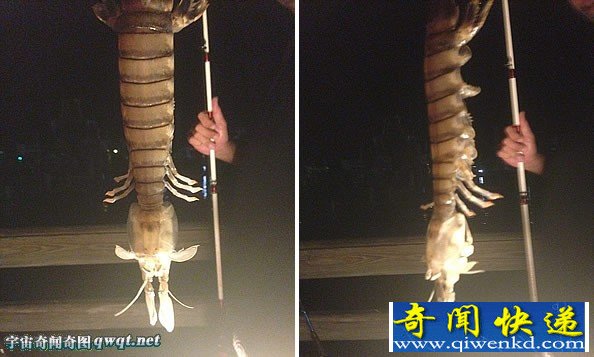 美国渔民捕获罕见巨大“皮皮虾:长46厘米