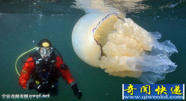 英国康沃尔海岸发现了一只重达35公斤的巨型水母