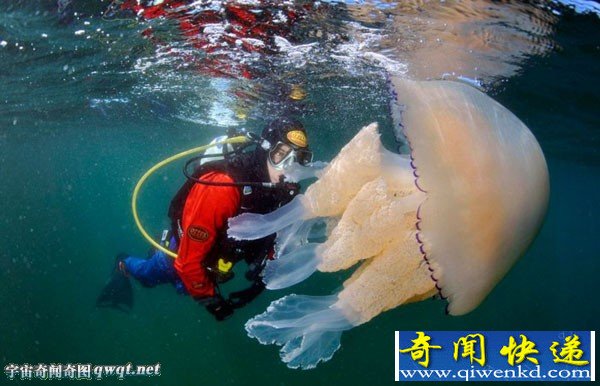 英国康沃尔海岸发现了一只重达35公斤的巨型水母