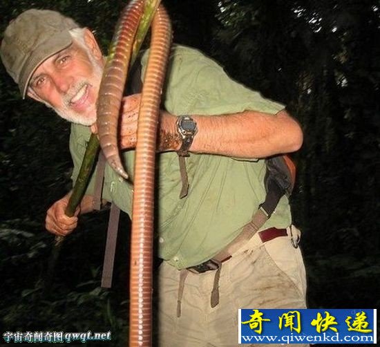 厄瓜多尔发现怪物级恐怖巨型蚯蚓 长1.5米