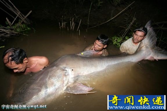 世界罕见巨型淡水鱼:坦克鸭嘴鱼以人类为食