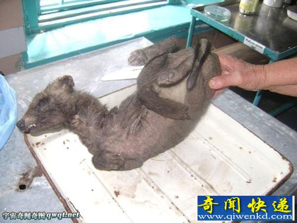 白俄罗斯发现神秘未知动物 貉狗类怪物