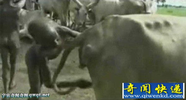 舔食母牛生理期分泌物的习俗 巨睾丸如篮球大