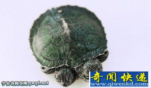青岛教师将自家双头小乌龟晒上网 一夜爆红