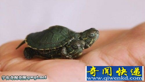青岛教师将自家双头小乌龟晒上网 一夜爆红