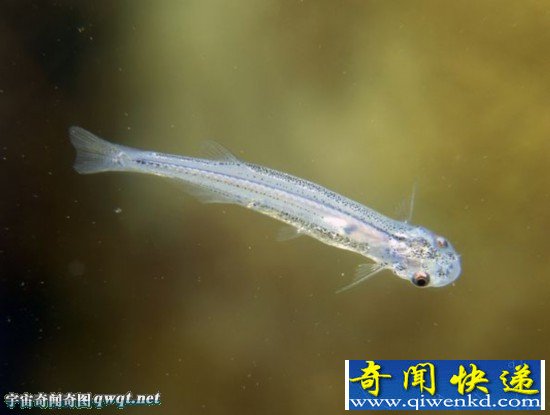 令人望而生畏生存在地球上13种可怕的淡水动物