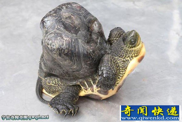 台湾云林出现畸形乌龟 畸形乌龟龟壳凸起约10公分