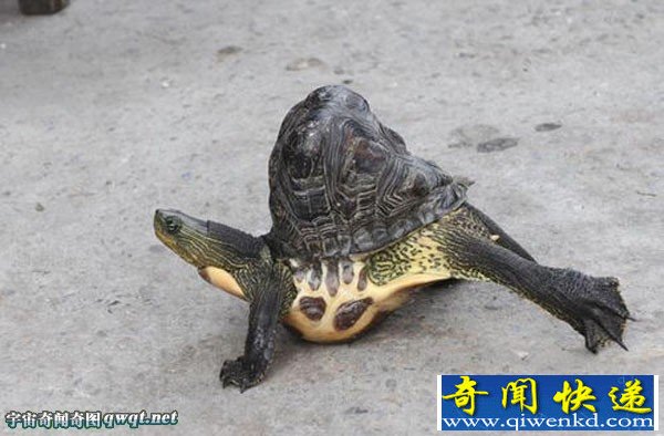 台湾云林出现畸形乌龟 畸形乌龟龟壳凸起约10公分