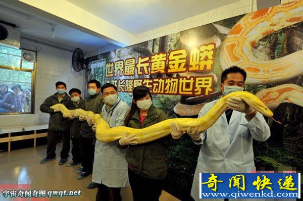 广州亮相湄世上最长的6米长黄金蟒