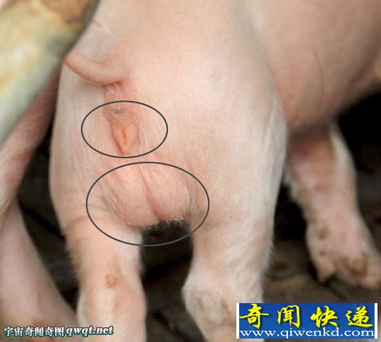 广东化州市平定镇养猪场中变异小猪 特性公母同体