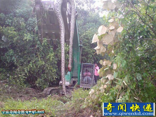 盘点世界各地惨死的巨型大蟒蛇 16.7米大蛇精成榜首