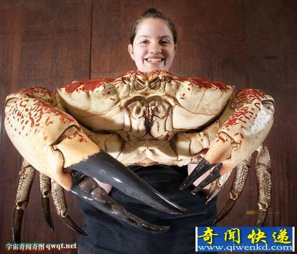 澳大利亚将展出巨型帝王蟹:巨钳大过手掌