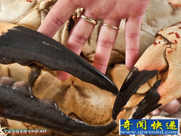 澳大利亚将展出巨型帝王蟹:巨钳大过手掌