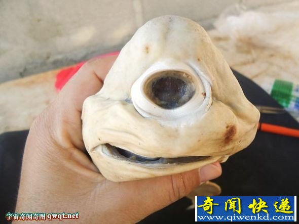 墨西哥现罕见患白化病独眼畸形鲨鱼胎儿