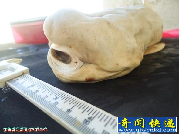 墨西哥现罕见患白化病独眼畸形鲨鱼胎儿