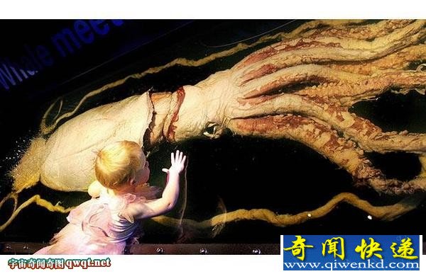 神秘巨型鱿鱼生存在大平洋 盘点世界十大海怪